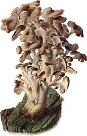 Image result for Polyporus pendulus