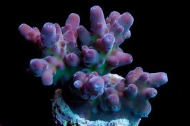 Image result for Peponium sp. A