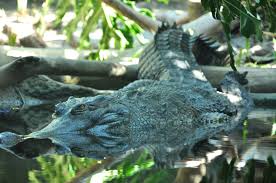 There were green alligators and long necked geese; Smile It S Friday Rainers We Ve Got Some Green Alligators And Long Neck Geese Some Humpy Back Camels And Some Chimpanzeese