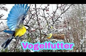 ป กพ นโดย angebot fur kinder ใน diy vogelfutter ในป 2021