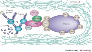 Image result for Shigella