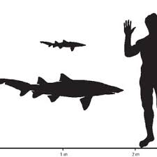 Tiger sharks have been recorded with the most attacks on humans only behind the great white. Pdf Eocene Sand Tiger Sharks Lamniformes Odontaspididae From The Bolca Konservat Lagerstatte Italy Palaeobiology Palaeobiogeography And Evolutionary Significance