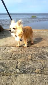 #urlaub #hund #deutschland #ostsee #bodensee #nordsee #ferienhaus #ferienwohnung #meer #harz #reisetipps. Urlaub Mit Hund Nordsee Ferienwohnung De Kneden