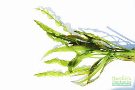 Image result for Aponogeton vallisnerioides