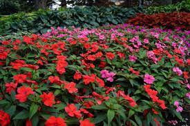 Image result for Impatiens stuhlmannii