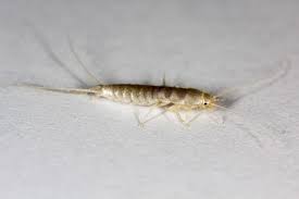 How To Rid Your Home Of Silverfish Prevent An Infestation