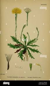 Image result for Macledium sessiliflorum