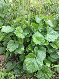 Image result for heuchera americana