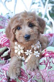 We often have english goldendoodle puppies for sale and f1b goldendoodle puppies for sale. Mini Goldendoodle Puppy Beautiful Dogs Cute Dogs Pet Dogs
