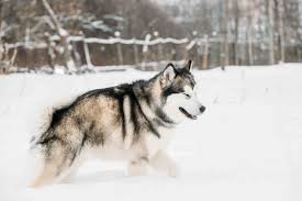 Pricing will depend on the color, size, & coat. Alaskan Malamute Dog Price In India Appearance Traits