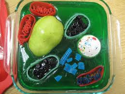 Maybe you would like to learn more about one of these? Science Visualized Plant Cell Modeled In Food Jello Fruit Veggies