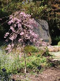 5 Flowering Cherries You Will Love Weeping Cherry Tree Flowering Trees Cherry Tree