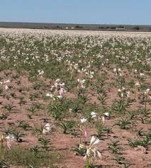 Image result for Crinum paludosum