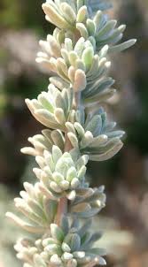 Image result for Eriocephalus racemosus