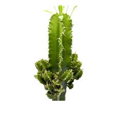 Image result for Euphorbia ingens