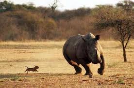 Small Dog Chasing Big Rhino Funny Animal Pictures Funny Dogs Animals