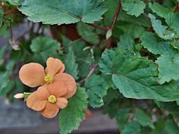 Image result for Begonia sutherlandii