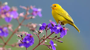 All our images are transparent and free for personal use. Saffron Finch Yellow Bird Is Sitting On Purple Flower 4k Birds Hd Desktop Wallpaper Widescreen High Definition Fullscreen