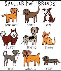 Image result for tbn:ANd9GcT9GTDvoeZslbTfRgc9SbtLfmHl15TvbB2vJ134_7_XnofUBeY3skxFMC8:https://www.doglife.sitew.com/fs/Root/5vdf8-5615663_chien_malade_sur_le_c_t_et_sur_fond_blanc.jpg