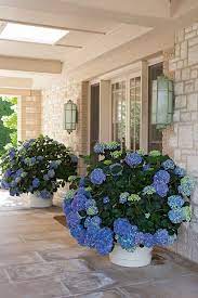 The foliage later turns purplish, adding another bit of visual interest, so it's great for container gardening and is one of the best plants for pots outdoors. Australia S Most Notable Garden Designer On How To Have A Garden For Beginners Garden Containers Plants Backyard Landscaping