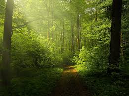 We did not find results for: Hd Wallpaper Beautiful Nature Image Green Forest Green Trees Forests Landscape Wallpaper Flare