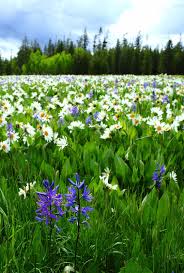 Hot Tips For Summer Blooms Idahofallsmagazine Com A field guide (texas natural history guides). hot tips for summer blooms