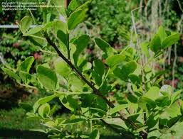 Image result for Crossopetalum