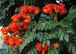 Spathodea Campanulata The African Tulip Tree Can Be A Menace But Its Blossom Is Beautiful Www Papillon Flower Garden Plants Flowering Trees Flower Pictures