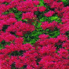 Creeping Phlox Burgess Seed Plant Co Sedum Plant Shade Plants Plants