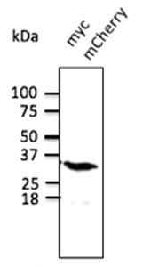 Anti Mcherry Antibody Goat Mcherry Polyclonal Antibody