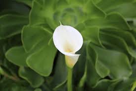 Learn about 40 different types of lilies and see beautiful pictures of them, too. How To Plant Care For Calla Lily Flowers Flower Glossary