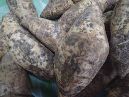 We did not find results for: Sweet Potato Discoloured Skin For Identification Pohnpei Federated States Of Micronesia