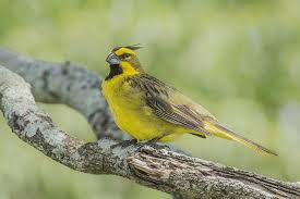 Bird With Yellow Breast With Black Stripe The Yellow Cardinal Is A Species Of Bird In The Family Thraupidae It Is The Only Member Of Its Genus Gubernatrix It Is Found Cardinal Birds Birds Pet Birds