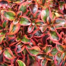 Image result for Coptosperma rhodesiacum