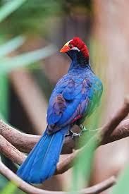 Bird That Sounds Like A Monkey Pin On Birds