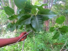 Image result for Ficus fischeri