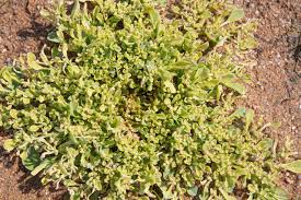 Image result for Corbichonia decumbens