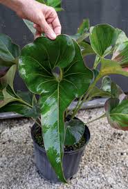 Pin On Unique Backyard Plant Ideas