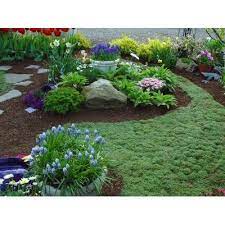 Classy Groundcovers Elfin Creeping Thyme Mother Of Thyme 25 Pots 3 1 2 Inch Square Walmart Com Flower Garden Design Garden Design Creeping Thyme