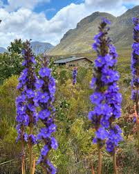 Image result for Aristea angolensis