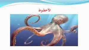 ما هو الحيوان المائي الذي له ثلاث قلوب youtube