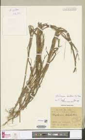 Image result for Schizachyrium brevifolium