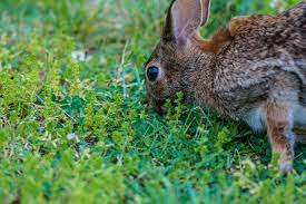 Maybe you would like to learn more about one of these? How To Get Rid Of Rabbits In Your Garden The Best Rabbit Repellent Gardens Rabbit Remover