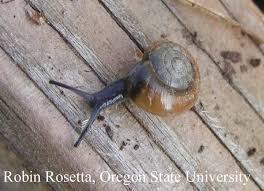 Image result for Oxyrhachis gracillima