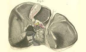 Medical Marijuana And Liver Disease What Science Says Is Possible