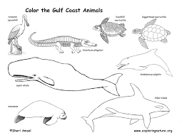 Materials and preparation a copy of the book habitats. Gulf Coast Animals Coloring Page