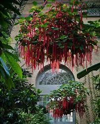 Acalypha Hispida Chenille Plant Makes A Great Hanging Basket Plant Chenille Plant Plants Plants For Hanging Baskets