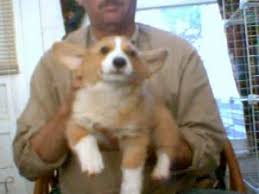 Find corgi in dogs & puppies for rehoming | find dogs and puppies locally for sale or adoption in ontario : Pembroke Welsh Corgi Puppies For Sale
