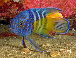 Ada berbagai macam ikan hias air asin yang bisa anda rawat dengan mudah dan sering diminati para kolektor ikan hias adalah clown fish, lion fish, butterfly fish, dan masih banyak yang lainnya. 17 Jenis Ikan Hias Air Laut Yang Mudah Dipelihara Ikanesia Id