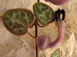 Image result for Ceropegia buchananii